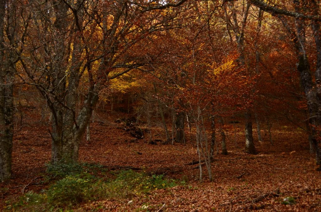 3 Planes para hacer en otoño en Madrid