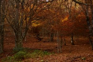 Hayedo de Montejo de la Sierra Valle del Lozoya 3 Planes para hacer en otoño en Madrid madrid alquiler