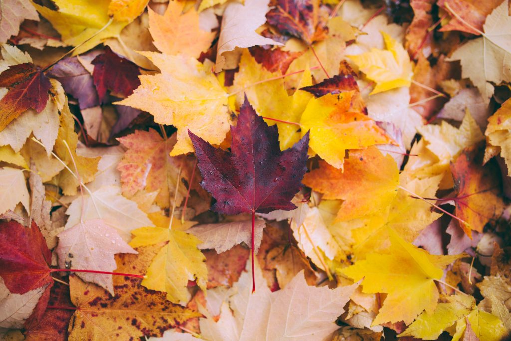 Plan Otoño Madrid